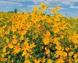 100 Seeds Swamp Marigold Seeds Tickseed Native Wildflower Shrub Bush Flo... - $8.99