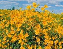 100 Seeds Swamp Marigold Seeds Tickseed Native Wildflower Shrub Bush Flo... - $8.99