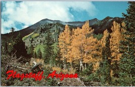 Aspen Trees on San Francisco Peaks Flagstaff Arizona Postcard - £4.03 GBP