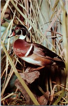 Wood Duck From The Academy Of Natural Sciences Of Philadelphia Postcard - £5.42 GBP