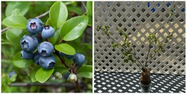 Bluejay Northern Highbush Blueberry - 18-24" Tall - 3 Year Old Live Plant - H03 - £79.00 GBP
