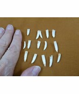 G370-301) 15 GATOR TINY 5/8 - 7/8&quot; Alligator TFFTH make jewelry for DIY ... - €12,86 EUR