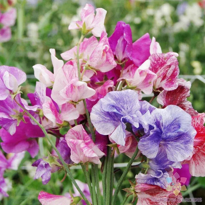 HT 50 Streamer Mix Sweet Pea Seeds Garden Seeds - $13.73