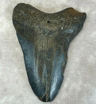 Megalodon Shark Tooth 2.5 x 1.9 in. Authenticated Fossil Mackerel Great ... - £178.61 GBP