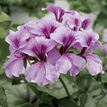 Film Coated Tornado Lilac 15 Geranium Seeds Trailing Geranium Garden USA Seller - £17.52 GBP