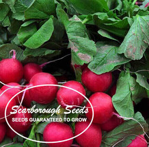 Scarborough Seeds Champion Radish 200 Seeds Fresh Garden Seeds - £4.47 GBP