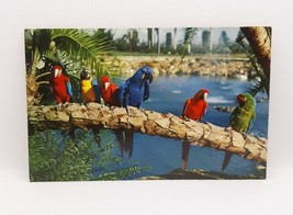 Florida FL Tampa Busch Gardens Lagoon Colorful Parrots Postcard Unused RPPC - £4.44 GBP