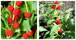 200 seeds Strawberry Spinach-Chenopodium Foliosum Seeds Fresh Garden Seeds - £17.57 GBP