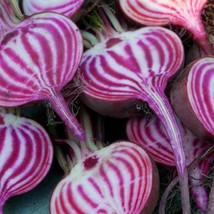 Chioggia Beet Seeds Heirloom Organic 200 1000 Seeds Gardening Fresh USA Seller - $10.00