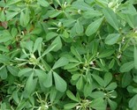 Fenugreek Seeds 50 For Growing Herb Garden India Culinary Spice Fast Shi... - $8.99