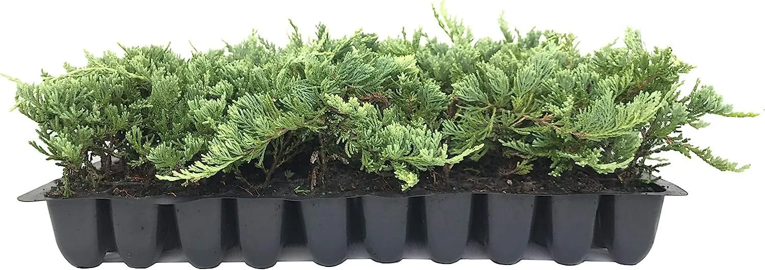 Blue Rug Juniper Live Plants 2&quot;&quot; Pots Juniperus Horizontalis &#39;Wiltonii&#39; - £32.58 GBP