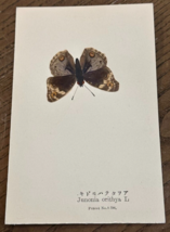 REAL Butterfly Junonia Orithya L Latin Nawa Entomology Japan 1910 Postcard - $21.27