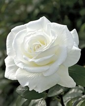 THJAR 10 Double White Rose Seeds Flower Bush Perennial Shrub Flowers Seed 1249 - £6.75 GBP