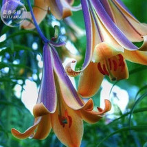 SL Lilium Brownii Heirloom Lily Perennial Flower Seeds, 100 Seeds, Professional  - £0.70 GBP