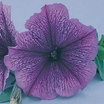 USA Seller 50 Seeds Pelleted Petunia Carpet Blue Lace Flower Seeds - $18.00