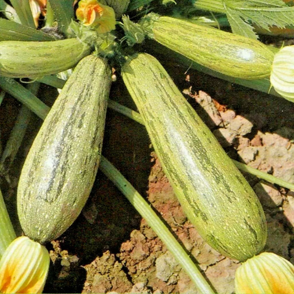 Semilir 35 Cocozelle Zucchini Seeds Organic Heirloom Summer Vegetable Su... - £15.06 GBP