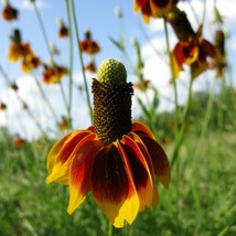 Fresh New 500 Dwarf Mexican Hat Ratibida Columnifera Flower Seeds USA Se... - £11.19 GBP