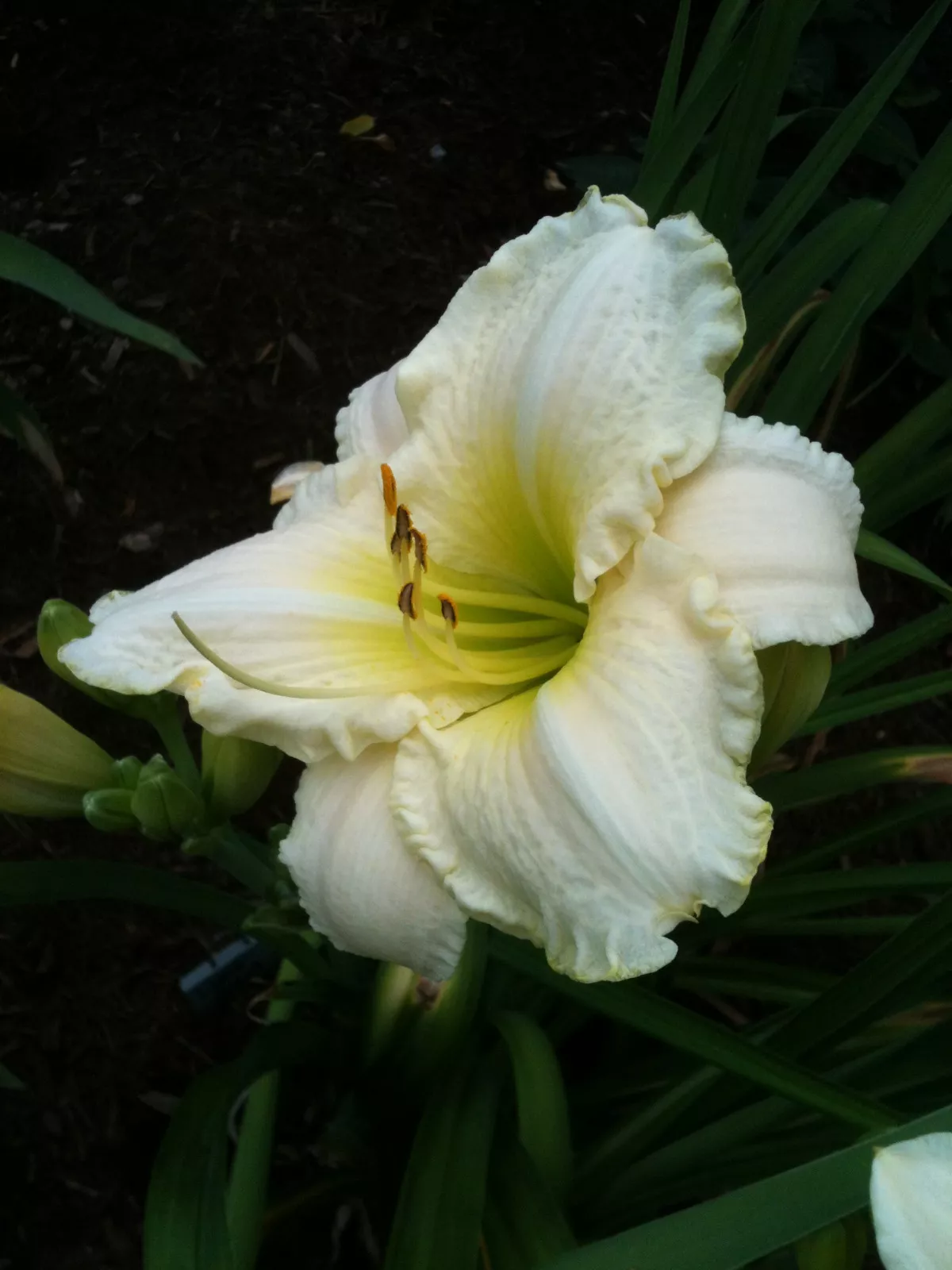 Daylily JOAN SENIOR Rebloom near white hemerocallis perennial ~ DF or 2 ... - £22.46 GBP