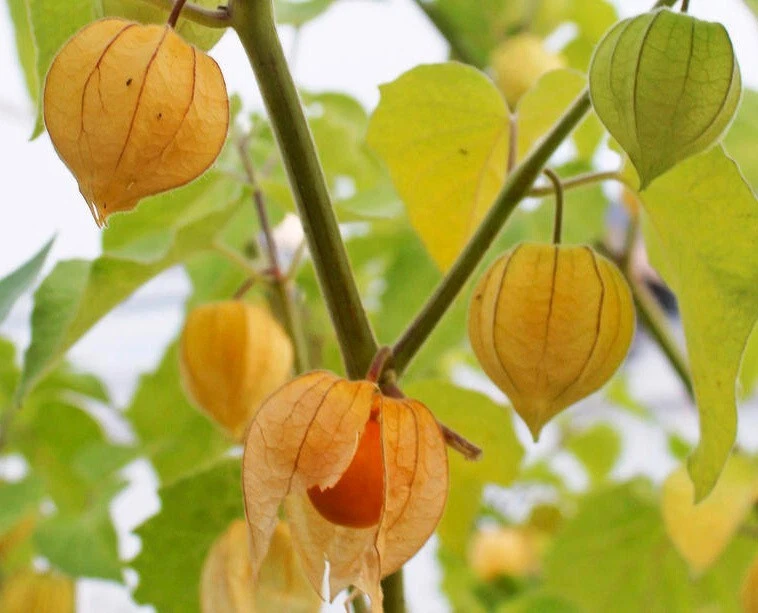 Stunning 100 Tomatillo Seeds CapeGooseberry Chinese Lantern Harvest Gold... - $4.78