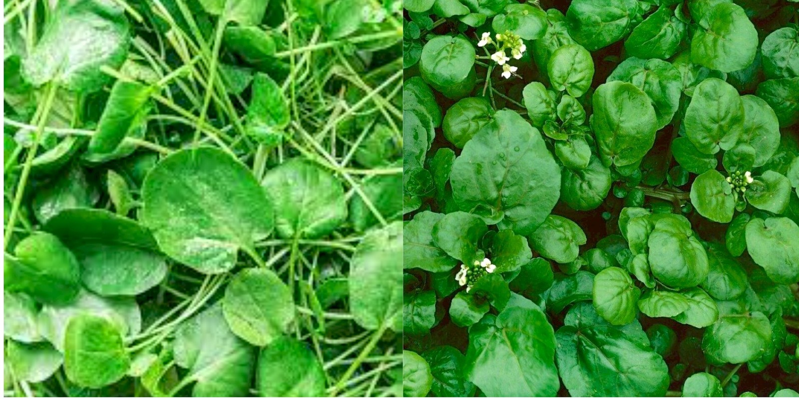 Watercress Cress Seeds Fresh Garden Seeds Home and Gardening Plant - $0.00+