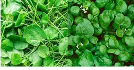 Watercress Cress Seeds Fresh Garden Seeds Home and Gardening Plant - $0.00 MXN+