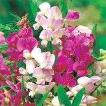 Sweet Peas- Pearl Mix- 15 Seeds Fresh Garden Usa Seller - $6.80