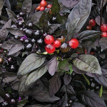 Organic Black Pearl Pepper  10 Seeds  Garden Beautiful USA SELLER - $5.60