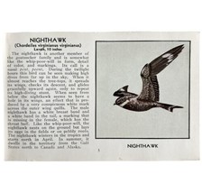 Nighthawk Bird Print 1931 Blue Book Birds Of America Antique Art PCBG13A - £5.55 GBP