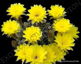 ECHINOPSIS SHAFERI lobivia aurea notocactus chamaecereus succulent seed 20 SEEDS - £7.18 GBP