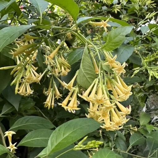15+ seeds Cestrum hybrid  house plant  garden flowers easy to grow - $6.94