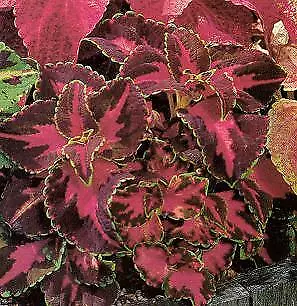 Coleus Super Rainbow Festive Dance 500 seeds - £24.29 GBP