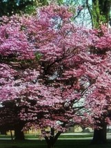 Dogwood Tree Beautiful  Pink Springtime Blooms Out Live Plant 12-18 &quot; Tall live - £22.21 GBP