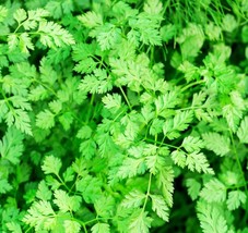 250 SEEDS CHERVIL HERB PERFECT FOR GARDEN PLANTING IMMEDIATE GARDENING S... - $15.49