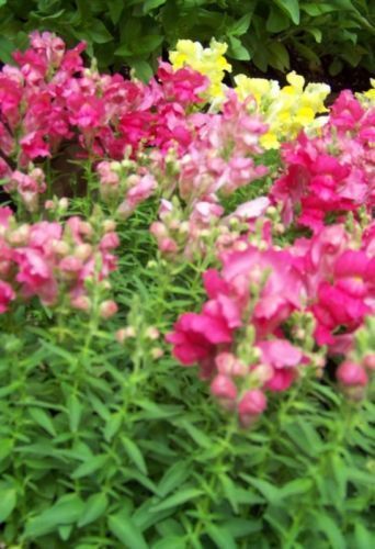 Snapdragon, Northern Lights Mix 139 seeds