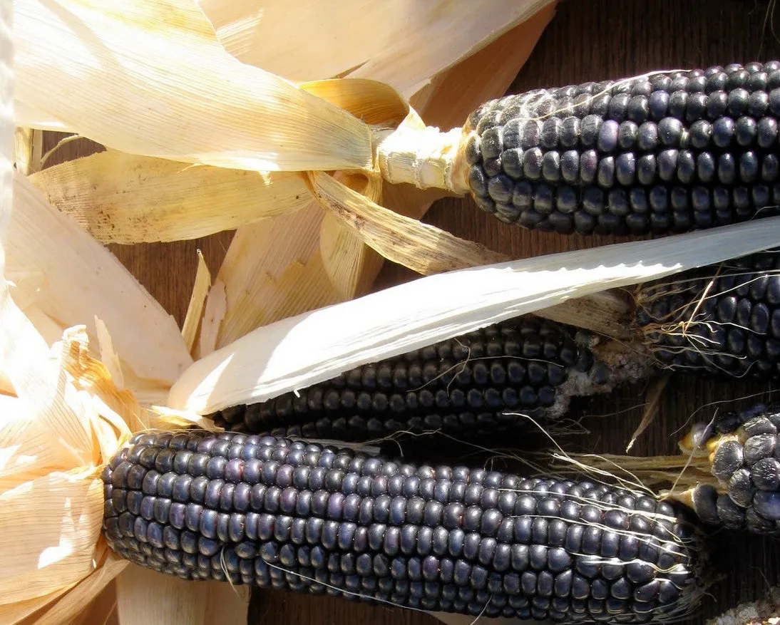 60 Hopi Blue Corn Seeds Heirloom Non-Gmo - £11.93 GBP