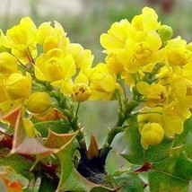 Berberis Pinnata Coast Barberry California Barberry 10 Seeds Seeds Fresh Fast Sh - $20.80