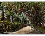 a Walk Through a California Park UNP DB Postcard W4 - £2.81 GBP