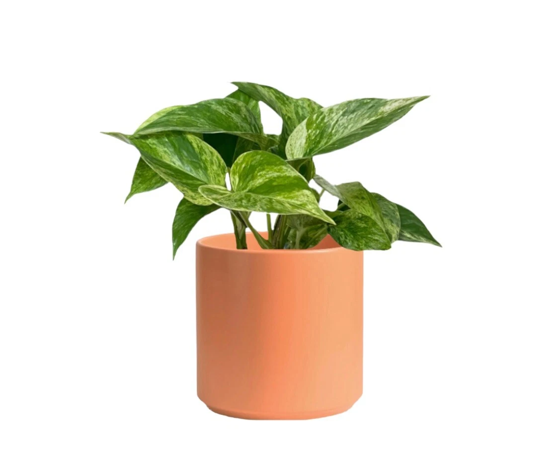 Golden pothos included pot and soil. - $15.98
