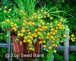 8 Tumbling Tom Yellow Tomato Seeds Cascading Hanging Basket Tomatoes Fresh Garde - $9.78