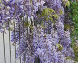 Sale 5 Seeds Japanese Wisteria Floribunda Flower Purple Ornamental Vine ... - £12.43 GBP