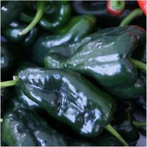 USA Seller Ancho Grande Hot Pepper Seeds Fast Shipping - £9.57 GBP