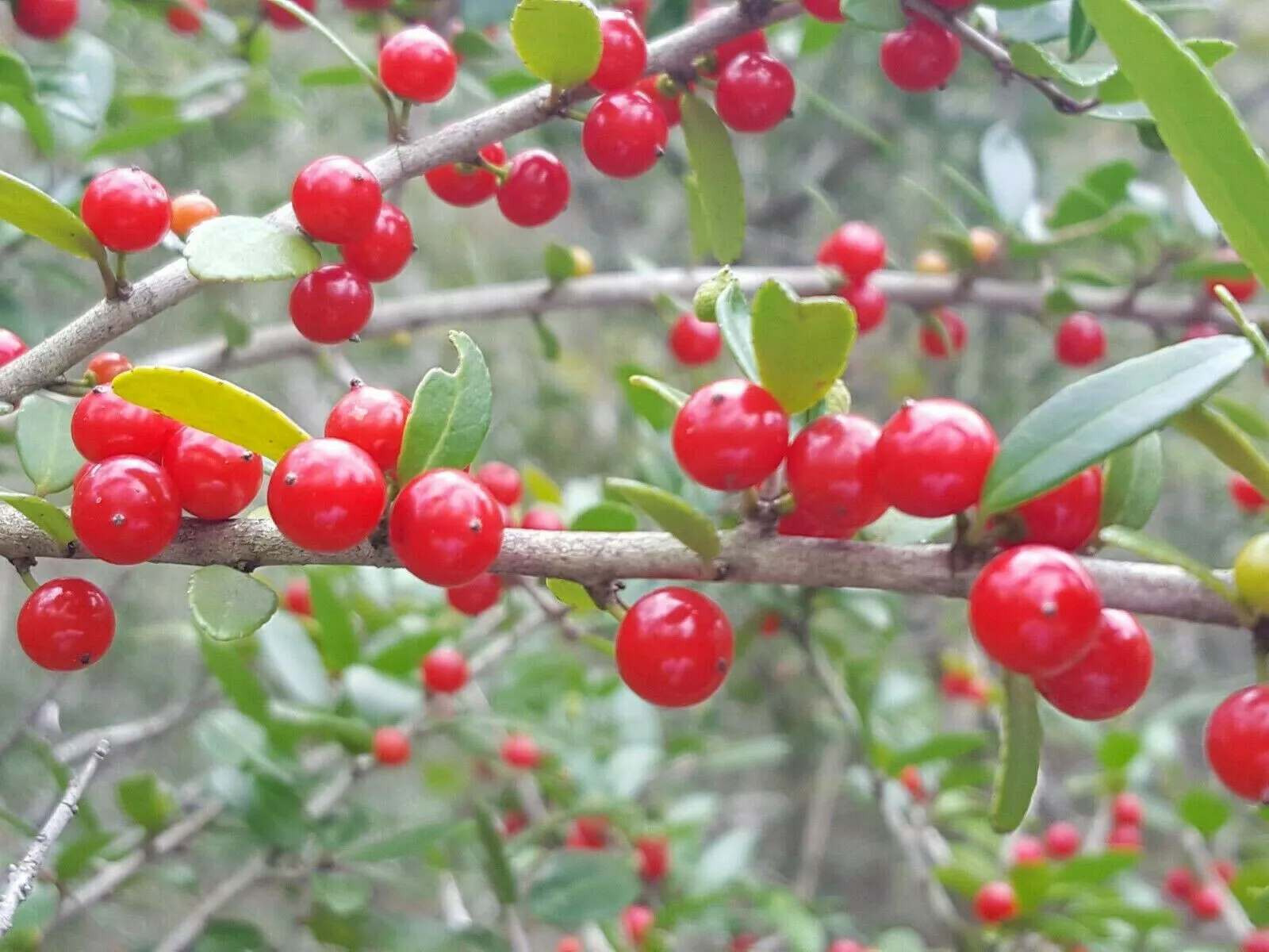 25 of Yaupon Holly Seeds Organic Florida Native | Natural Tea Coffee Sub - £2.51 GBP