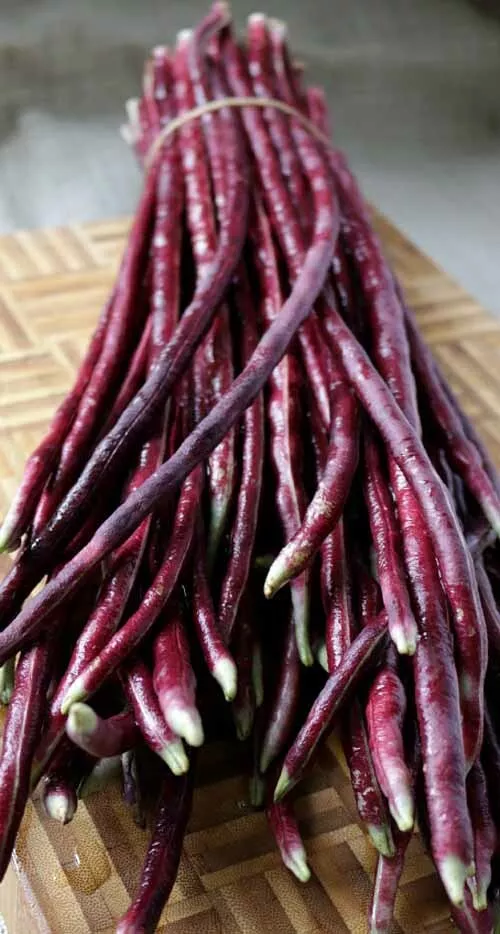 Purple-red Yard Long Bean Asian Chinese Noodle Bean String beans 20 Seeds USA - £6.52 GBP