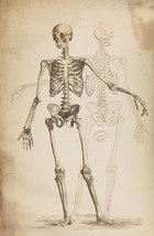 12772.Decoration Poster.Home wall.Room art vintage design.Human skeleton.Anatomy - £13.20 GBP+