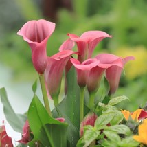 SDC Calla Pillow Talk 3 Plant Bulbs Tropical Garden Summer Flower Fresh ... - $864.13 MXN