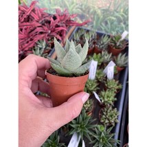 Succulent Haworthia Savanna 2&quot; Pot Live Plant - £4.75 GBP