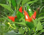 Mirasol Chile Pepper Seeds, New Mexico, NUMEX, Peruvian Cuisine, FREE SH... - $1.97+