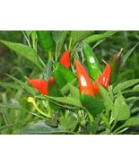 Mirasol Chile Pepper Seeds, New Mexico, NUMEX, Peruvian Cuisine, FREE SH... - €1,62 EUR+
