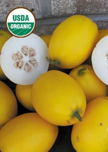 10 Organic Mango Melon (Vine Peach) Seeds Sweet Juicy Tasty Usa Fresh Garden - £8.01 GBP