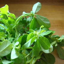 Seeds 400 Fenugreek Seeds For Growing Trigonella Foenumgraecum - £8.71 GBP